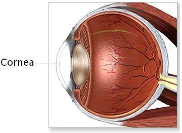 1.2. LA CORNEA composta principalmente da tessuto connettivo fibroso, chiamata sclera. Essa è di colore biancastro ed ha il compito di proteggere il globo oculare e di conferirgli la sua forma.