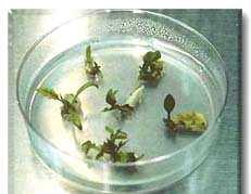 TRASFORMAZIONE POMODORO AGROBACTERIUM FORMAZIONE DI PLANTULE Dopo 6 settimane si prelevano i calli dai cotiledoni