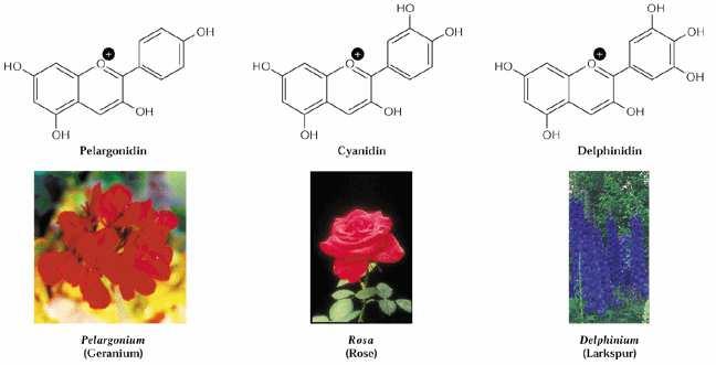 GENI REPORTER regolatori biosintesi antocianine Aumento della