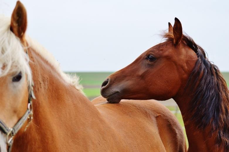 Attività di sorveglianza sugli equidi Nell ambito del Piano regionale di controllo nei confronti della WND era prevista un attività di campionamento (sieri di sangue) su equidi stanziali presenti in