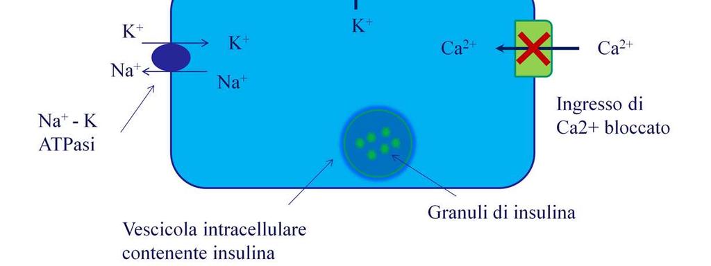 Le biguanidi sono farmaci antiperglicemizzanti e non ipoglicemizzanti, non induce un rilascio di insulina dal pancreas, né provoca ipoglicemia, nemmeno a dosi elevate.