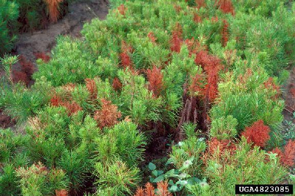 Marciume radicale (Phytophtora cinnamomi) La sintomatologia si manifesta sia sull