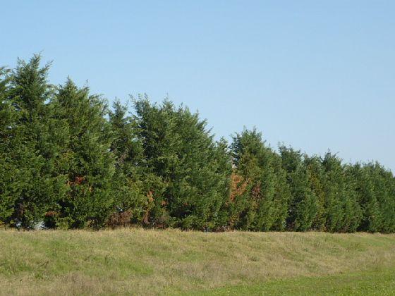 È molto pericolosa su piante giovani. I sintomi provocati da Pestalotia si osservano in inverno nella zona del colletto.