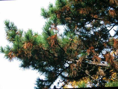 Disseccamento del pino (Sphaeropsis sapinea) I sintomi si manifestano sui germogli dell anno, in senso acropeto. Successivamente colpisce anche coni e rami più vecchi.