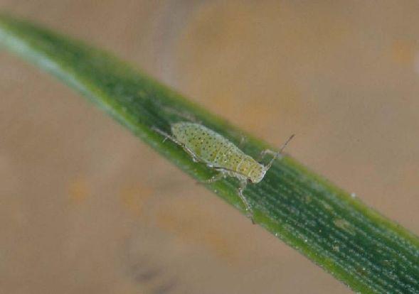 Afidi (Cinara spp, Elachnus spp, Pineus spp) Afidi fogliari appartenenti alla famiglia dei lacnidi e