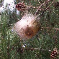 Processionaria del pino (Thaumetopoea pityocampa) Le larve costruiscono i tipici nidi invernali sulle cime