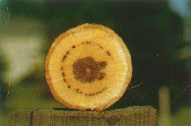 disseccamenti delle foglie e imbrunimenti del