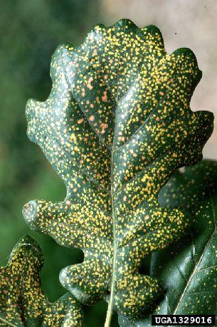 Fillossera della quercia (Phylloxera quercus) Provoca danni sia