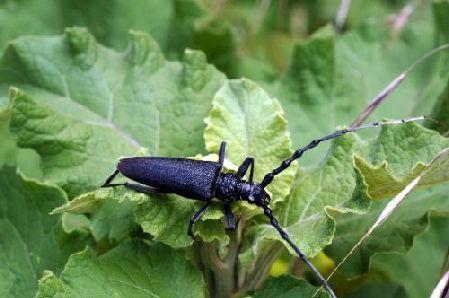 Cerambicide (Cerambyx cerdo) Grande coleottero che arreca