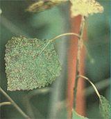 Bronzatura delle foglie (Marssonina brunnea) Micopatia molto frequente sul pioppo che si manifesta sulle foglie con macchie brune tondeggianti con alone clorotico.
