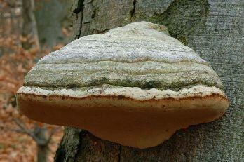 Carie del legno Patologia causata da numerose specie fungine che possono colpire