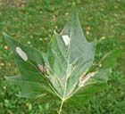 Litocollete (Phyllonorycter platani) Farfallina che