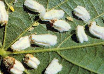 Pulvinaria (Eupulvinaria hydrangeae) Fitomizo polifago che infesta i rametti e le foglie, in cui vive in colonie.