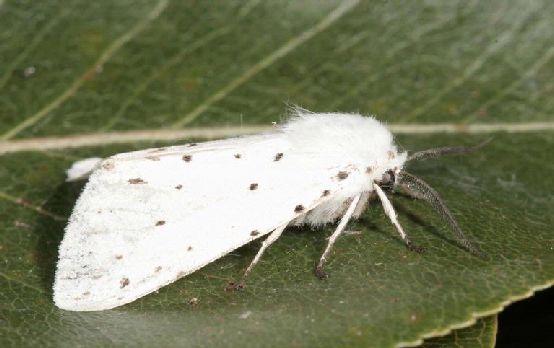 Ifantria americana (Hyphantria cunea) Lepidottero defogliatore molto polifago.