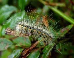 La prima generazione larvale è a giugno, la seconda è a luglio-agosto ed è molto pericolosa.