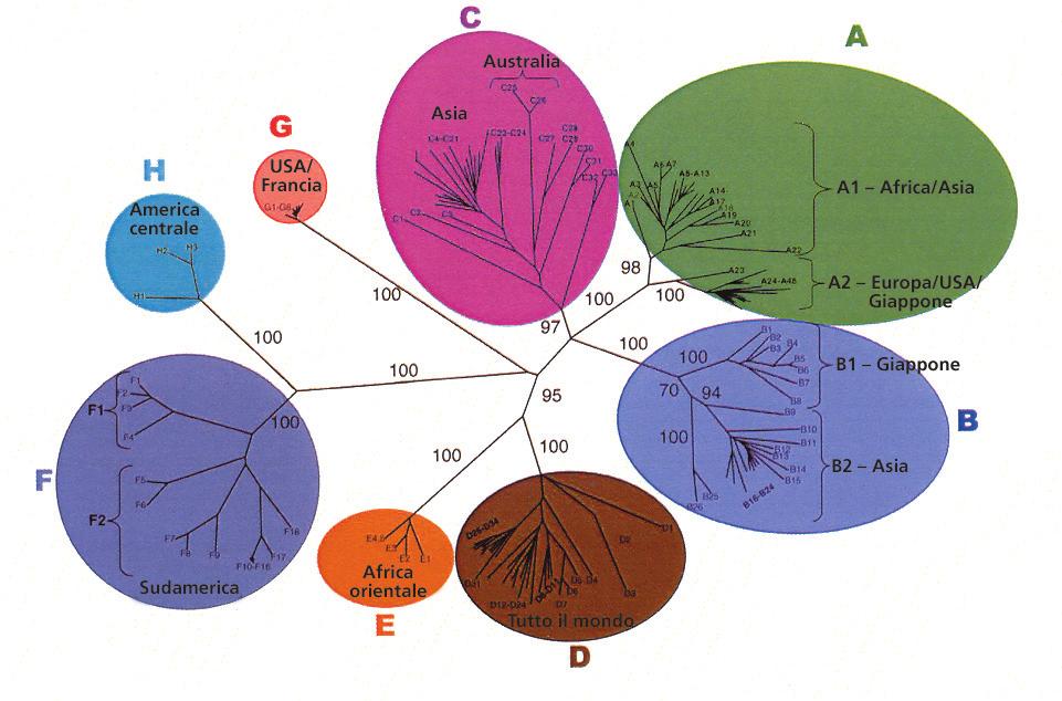 344 15 - EPATITE B Figura 15.3 Albero filogenetico di 175 sequenze genomiche degli otto genotipi, con l indicazione della loro diffusione geografica (Kramvis A et al.