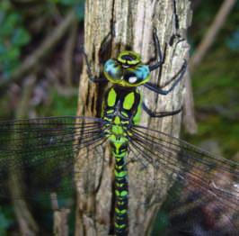 Specie più facilmente osservabili in Alto Adige: Aeshna cyanea È la specie probabilmente più frequente in Alto Adige, presente dai fondovalle alle alte quote.