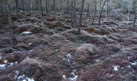 Nei parchi naturali esaminati, le torbiere di norma sono situate a quote più elevate e quindi sfavorevoli alle libellule.