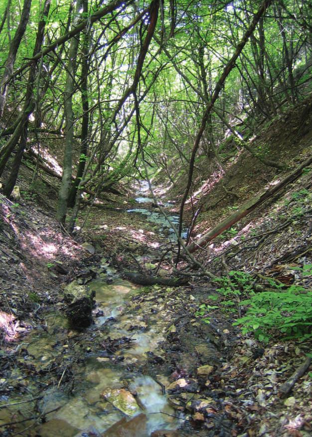 Anche i ruscelli alpini sono sfavorevoli alla vita delle libellule: l acqua scorre troppo velocemente, è troppo fredda anche in estate, il fondo è soggetto a continui movimenti e l offerta di cibo è