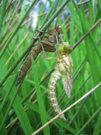 La libellula non sta più nella pelle La durata del periodo larvale differisce da specie a specie, variando fra i 4 mesi (Sympecma) e i 5 anni