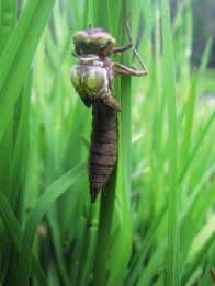 La pelle della larva si apre lungo la linea dorsale per fare uscire lentamente la giovane libellula.