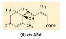 Forma quasi totalmente priva di attività biologica