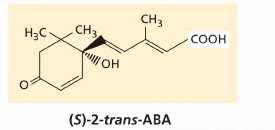 determinano gli isomeri cis e trans L isomeria ottica è