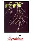 Citochinine: controllo della divisione in radice e germoglio Promuove la crescita del germoglio Inibisce la crescita radicale L attività biologica delle