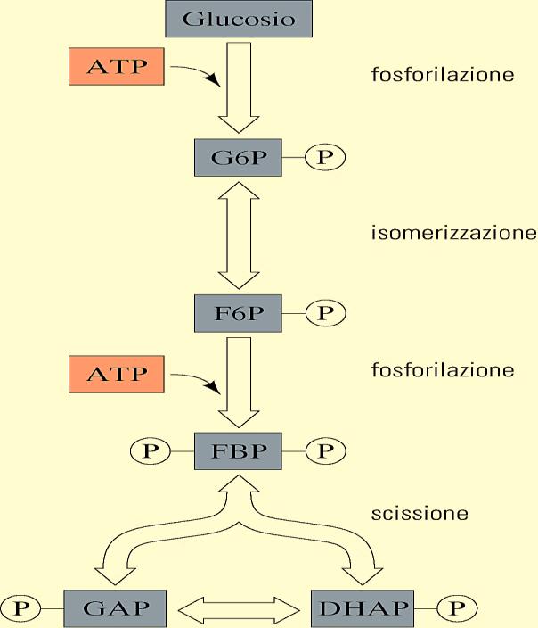 ΔG = -33.5 KJ/mol Punto di controllo Reazione irreversebile ΔG = -2.5 KJ/mol ΔG = -22.5 KJ/mol ΔG = -1.