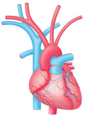 4 5 7 Restringimenti (stenosi) del ramo anteriore dell arteria coronaria sinistra e dell arteria coronaria destra.