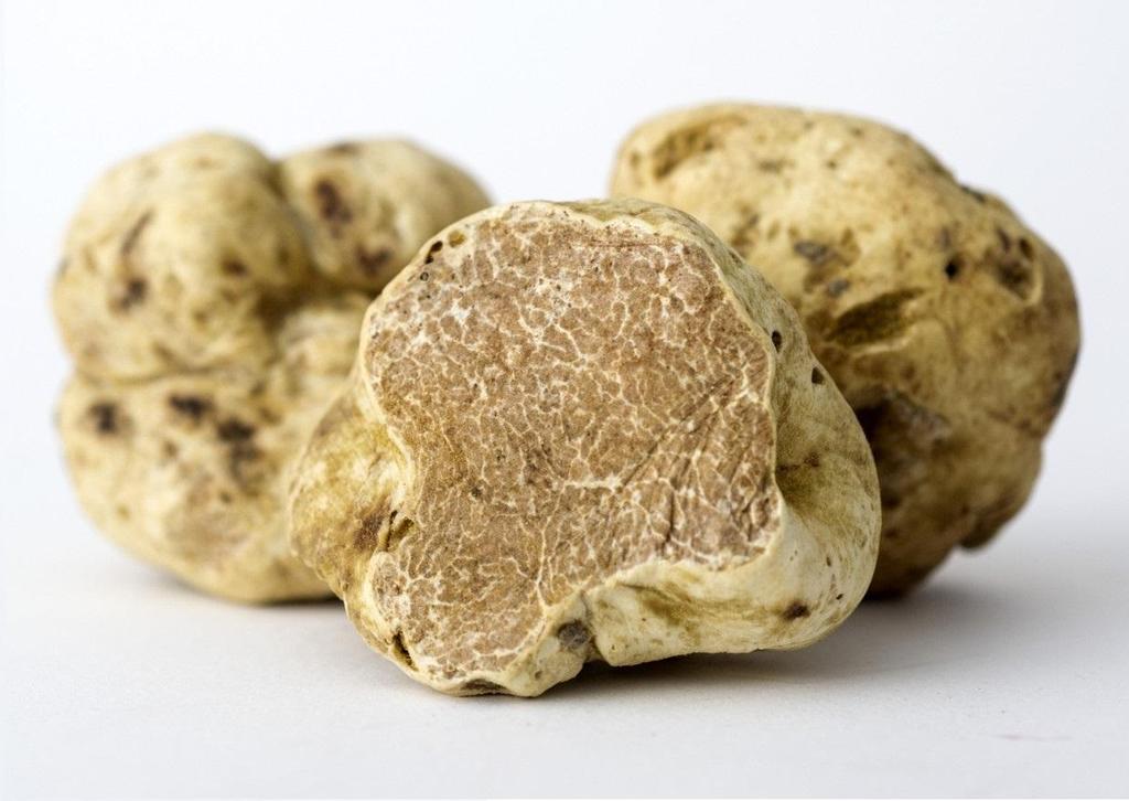 TARTUFO BIANCO