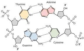 L origine