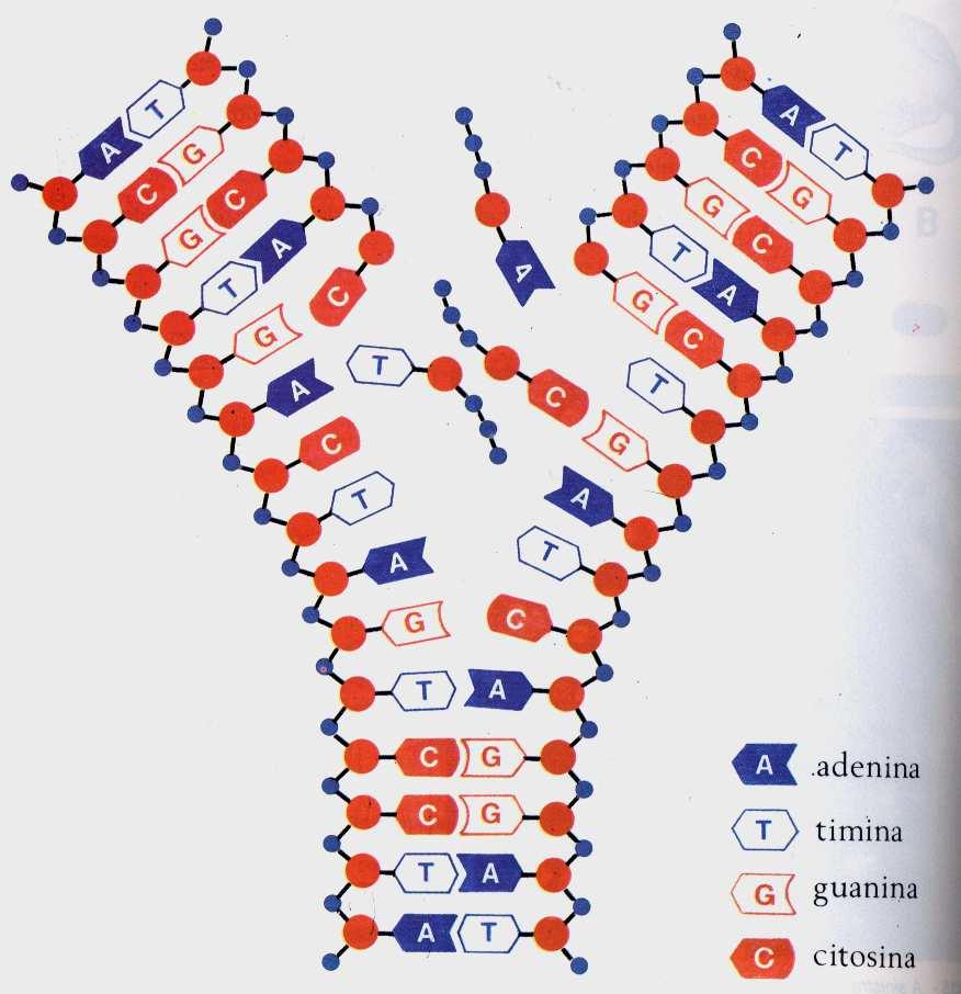 Struttura