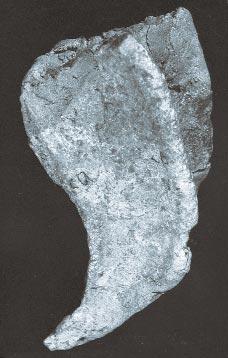 G K Ichthyosarcolites tricarinatus Parona