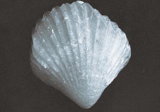 Orbirhynchia chelussi (Parona) matensis