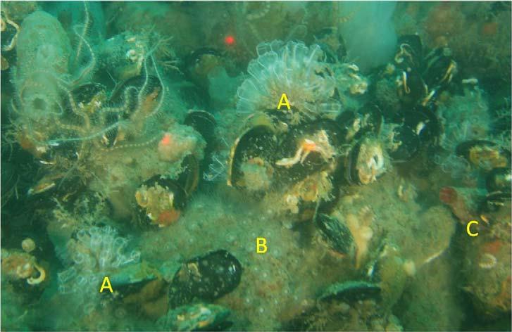 Figura 2.1.1.5: Esemplari degli Ascidiacei Clavelina sp. (A) e Pyura microcosmus (C) e dello Cnidaria Epizoanthus arenaceus (B) Substrato macrovacuolare campagna di esercizio provvisorio agosto 2012.
