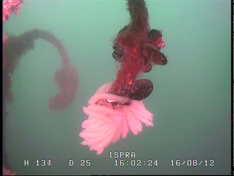 esercizio provvisorio agosto 2012. 1.2.3: Uova di calamaro Loligo vulgaris attaccate al plinto Barriere artificiali campagna di esercizio provvisorio agosto 2012.