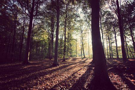 Guarda il bosco non l albero Il pensatore sistemico fa un passo indietro per esaminare le dinamiche di un sistema di relazioni tra le sue parti: vede il bosco piuttosto che i dettagli di ogni albero.