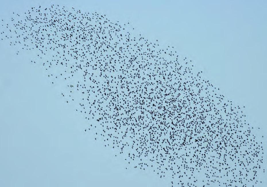 PICCOLE E GRANDI SFIDE PER L AMBIENTE UFFICIO AVIFAUNA MIGRATORIA Proposte per la direttiva Uccelli Nel documento, predisposto in collaborazione con Filippo Segato, sono presenti sia i principi