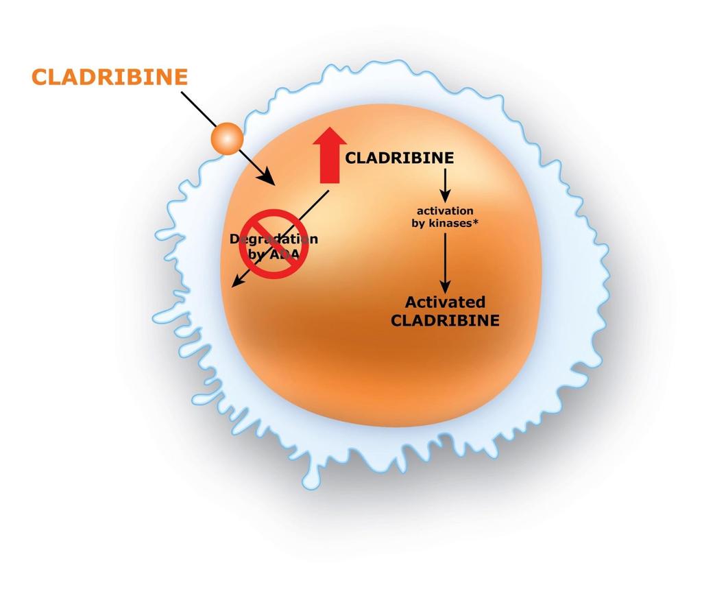 How does cladribine selectively deplete lymphocytes, with less effect on other immune cells?