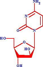 Citosina Arabinoside Antimetabolita analogo delle pirimidine Agisce durante la fase S del ciclo cellulare bloccando