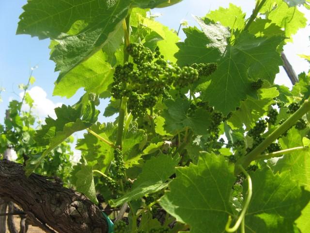 una giusta maturazione dell aglianico in un territorio caratterizzato da inverni rigidi.