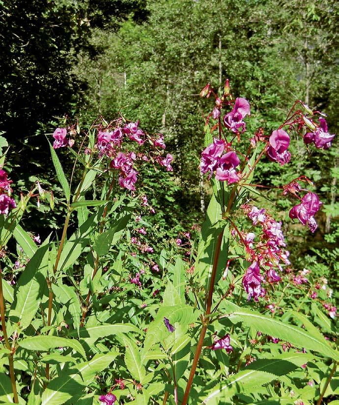 Balsamina ghiandolosa (Impatiens glandulifera) Esempi di piante alloctone invasive poco conosciute In seguito sono elencate una serie di specie che in futuro potrebbero diventare problematiche in