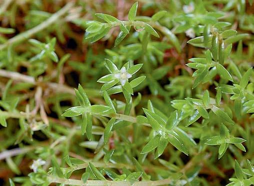 Si riproduce mediante frammenti di rizomi e fusti che si spezzano facilmente e che possono sopravvivere a lungo galleggiando in acqua. Fonte: A.