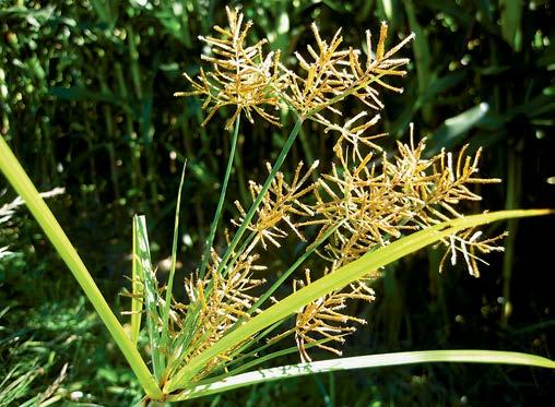 Zigolo dolce (Cyperus esculentus) Ciperacea che raggiunge un altezza di 90 cm e che produce rizomi sotterranei muniti