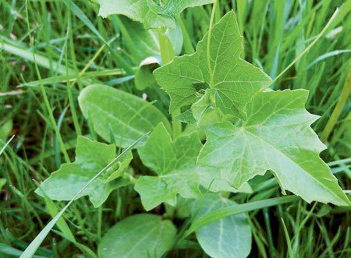 Disseminata efficacemente con le attività agricole, può causare perdite importanti nelle colture sarchiate e di piante