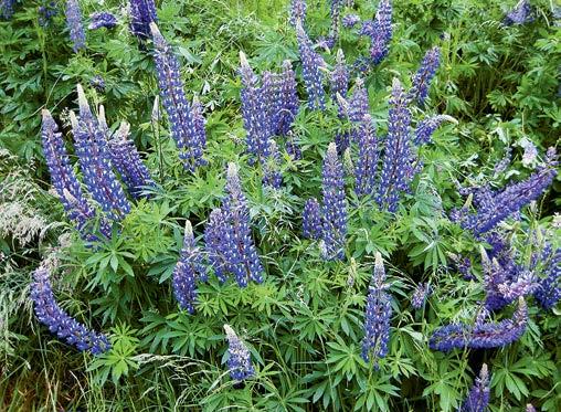 Lupino fogliuto (Lupinus polyphyllus) Pianta erbacea perenne, raggiunge 1,5 m di altezza.