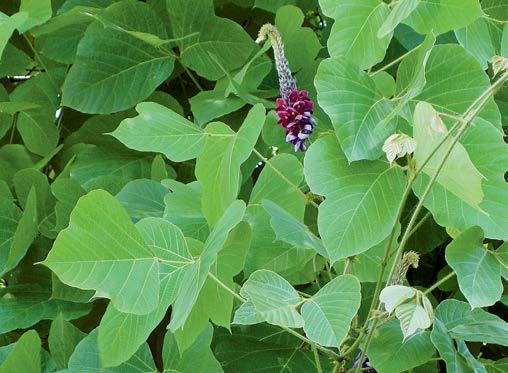 trasporto di erba falciata. Poligono a spighe numerose (Polygonum polystachyum) Pianta perenne ramificata che può raggiungere 2 m di altezza.