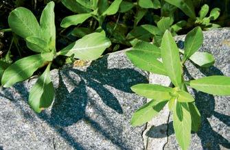 ghiandolosa (Impatiens