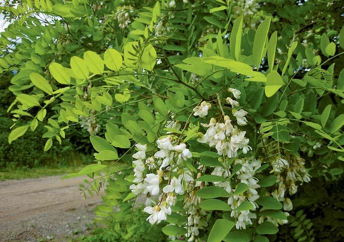 1. Introduzione Robinia (Robinia pseudoacacia) Parecchie piante alloctone invasive, chiamate anche neofite invasive, sono ormai talmente diffuse in Svizzera, che non è praticamente più possibile